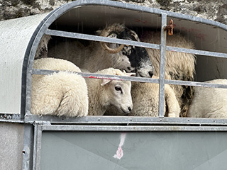 Dingle, Ireland