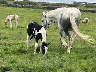 Dingle, Ireland
